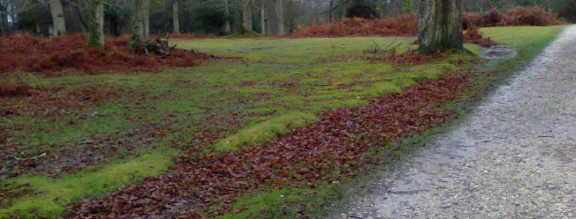 Part of the New Forest in late autumn, image taken by me.