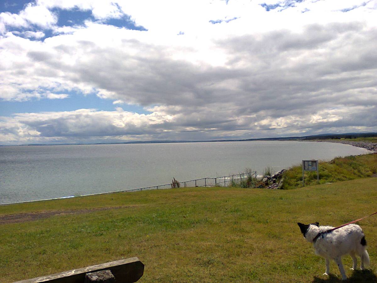 Mabel enjoying the view at Golspie, Northern Scotland. Image by me.