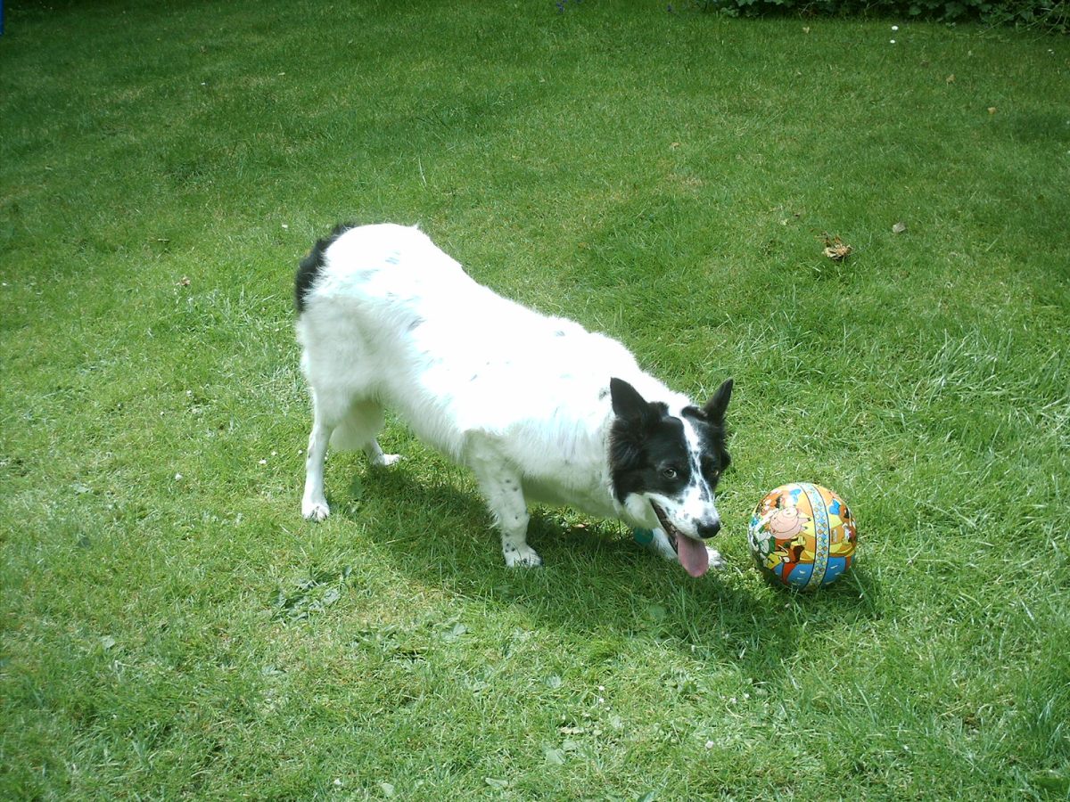 The lovely Mabel. Image taken by me! So much happier when there are no fireworks about - and that goes for Mabel too.