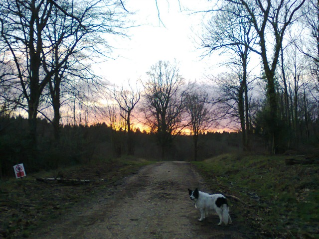 Do your characters know in which direction they're going? (Border collie is optional!). Image via Pixabay.