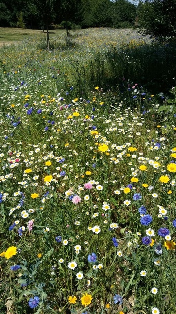 I love the colour combinations in the wildflower meadow