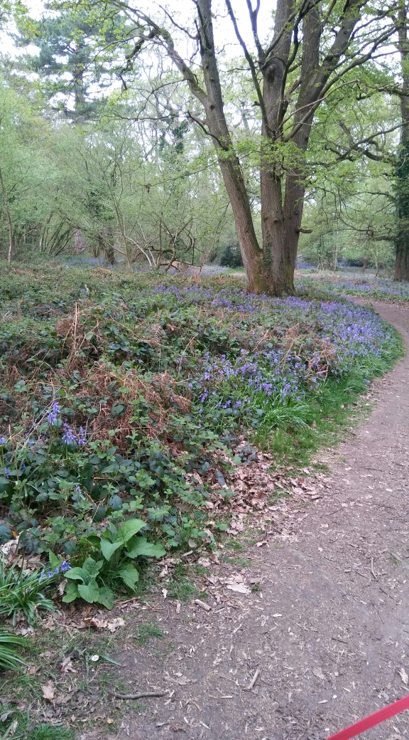 Bluebells in Knightwood