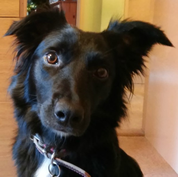 Inquisitive Lady - 1