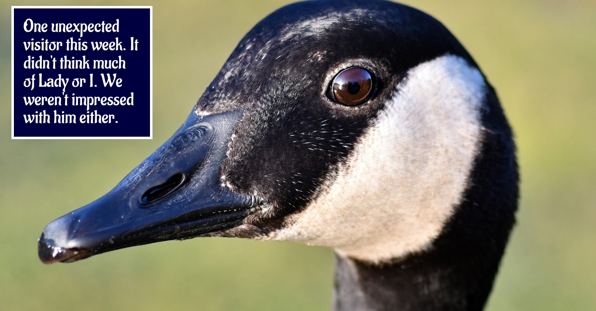 BookBrushImage-2022-8-2-20-216