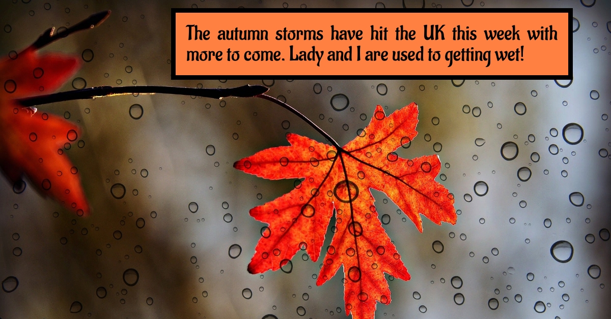 BookBrushImage-2022-11-4-19-136