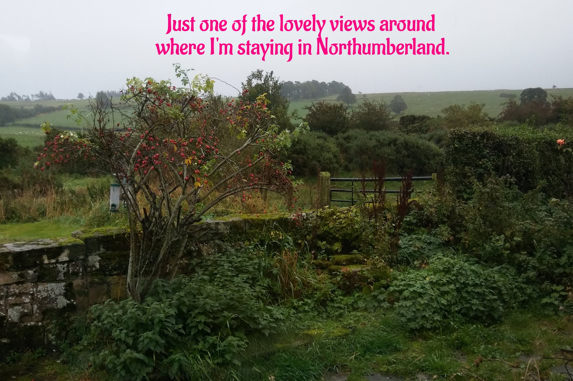 BookBrushImage-2023-10-10-20-147